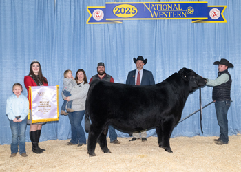 Reserve Grand Champion Bull