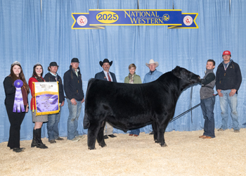 Grand Champion Bull