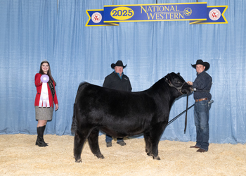 Reserve Junior Bull Calf Champion