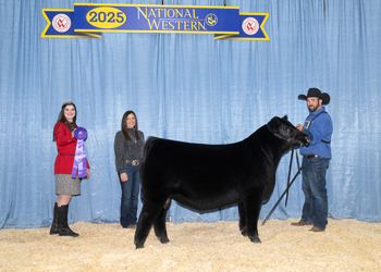 Junior Bull Calf Champion