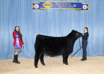 Junior Heifer Calf Champion-Division 2