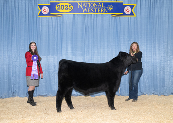 Summer Bull Calf Champion