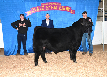 Reserve Grand Champion Bull