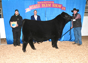 Grand Champion Bull