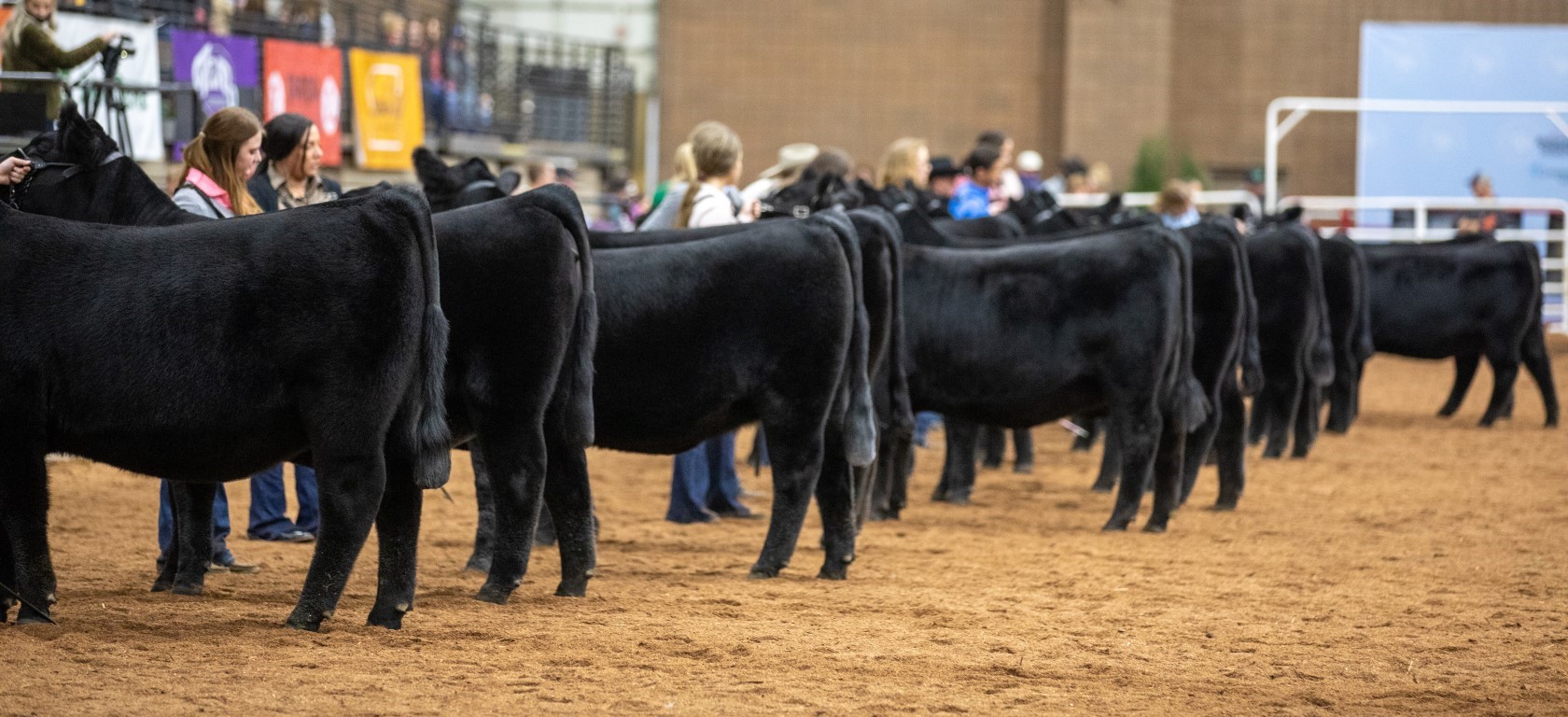 American Royal Livestock Show 2025 Cindee Stephenie